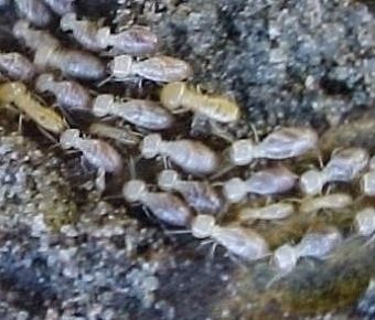 Subterranean Termites Photo