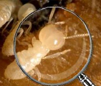 Termite Inspections Photo