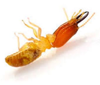 Termite Protection Photo